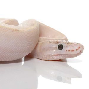Baby Ivory Ball Python