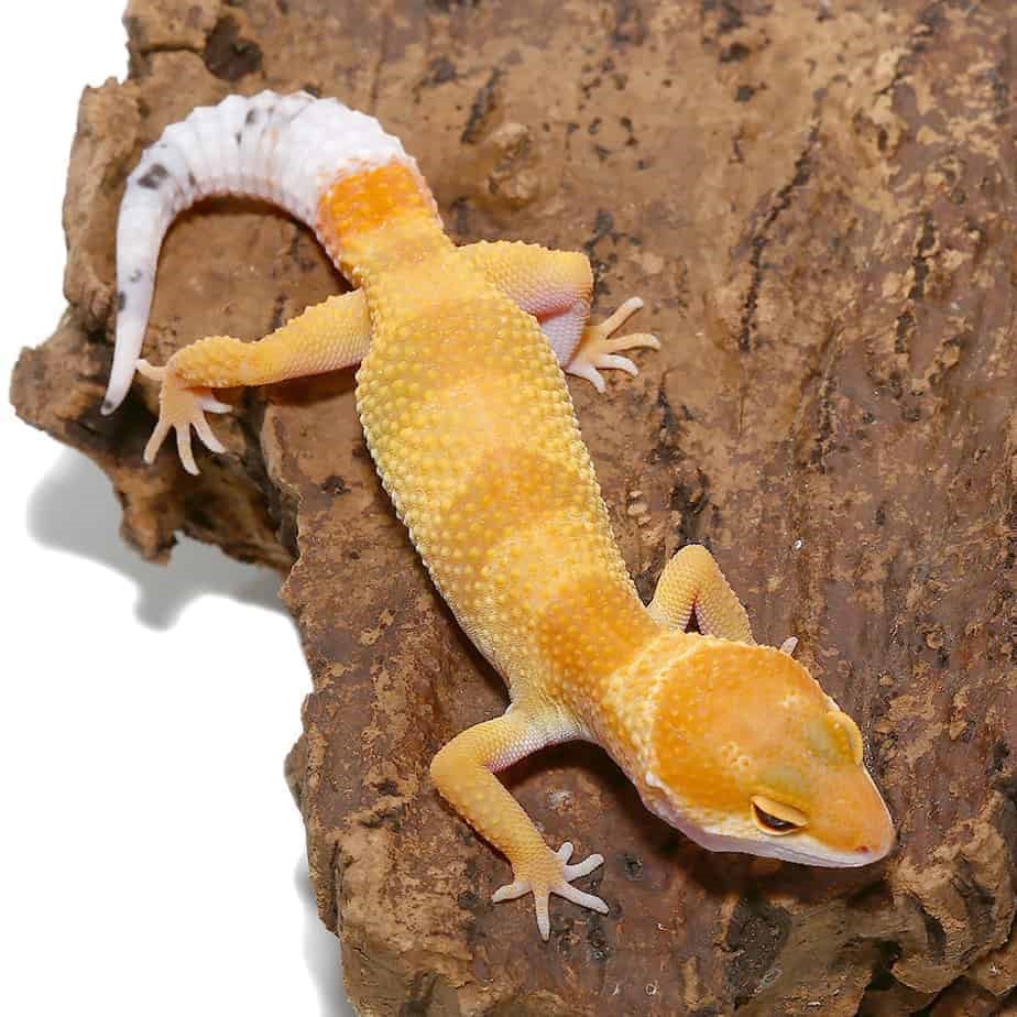 Juvenile Hypo Designer Leopard Gecko - Image 3