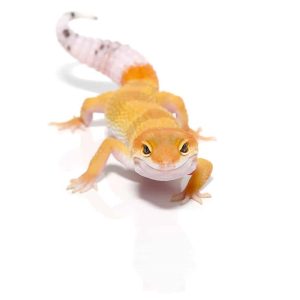 Juvenile Hypo Designer Leopard Gecko