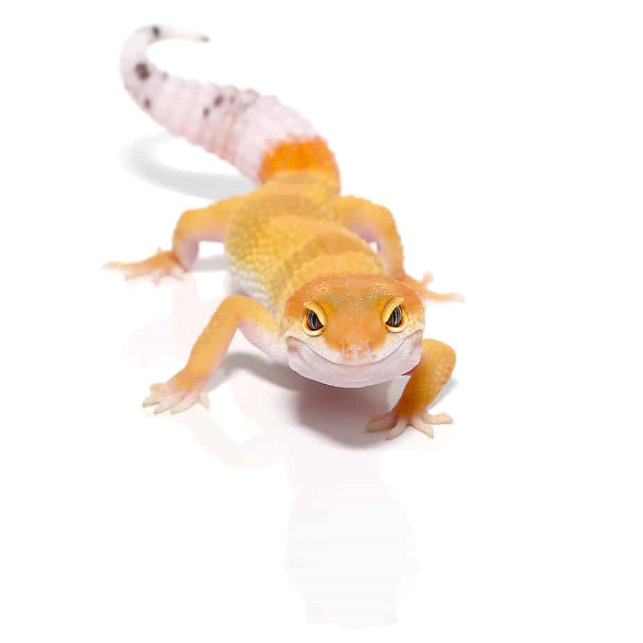 Juvenile Hypo Designer Leopard Gecko