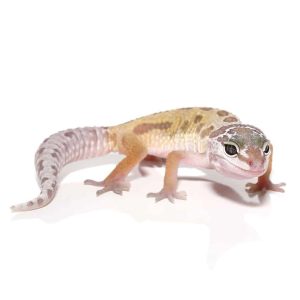 Juvenile Leucistic Leopard Gecko