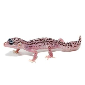 Juvenile Super Snow Leopard Gecko