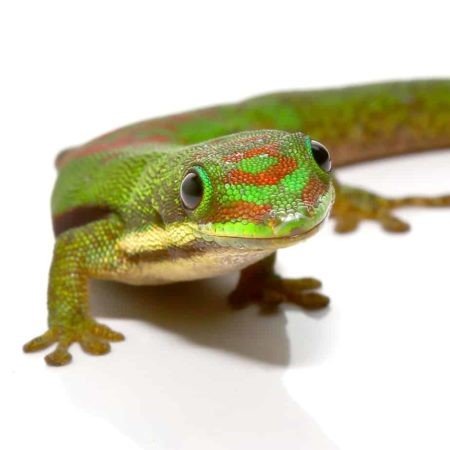 Lined Day Gecko