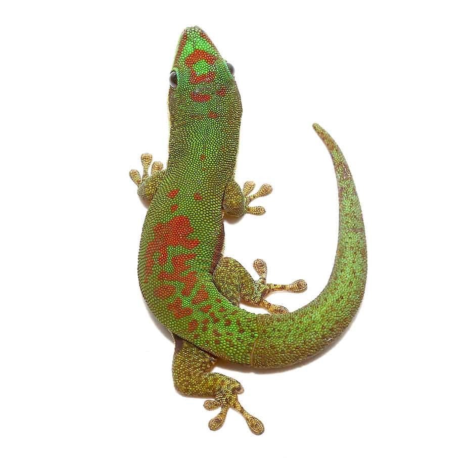 Lined Day Gecko - Image 2