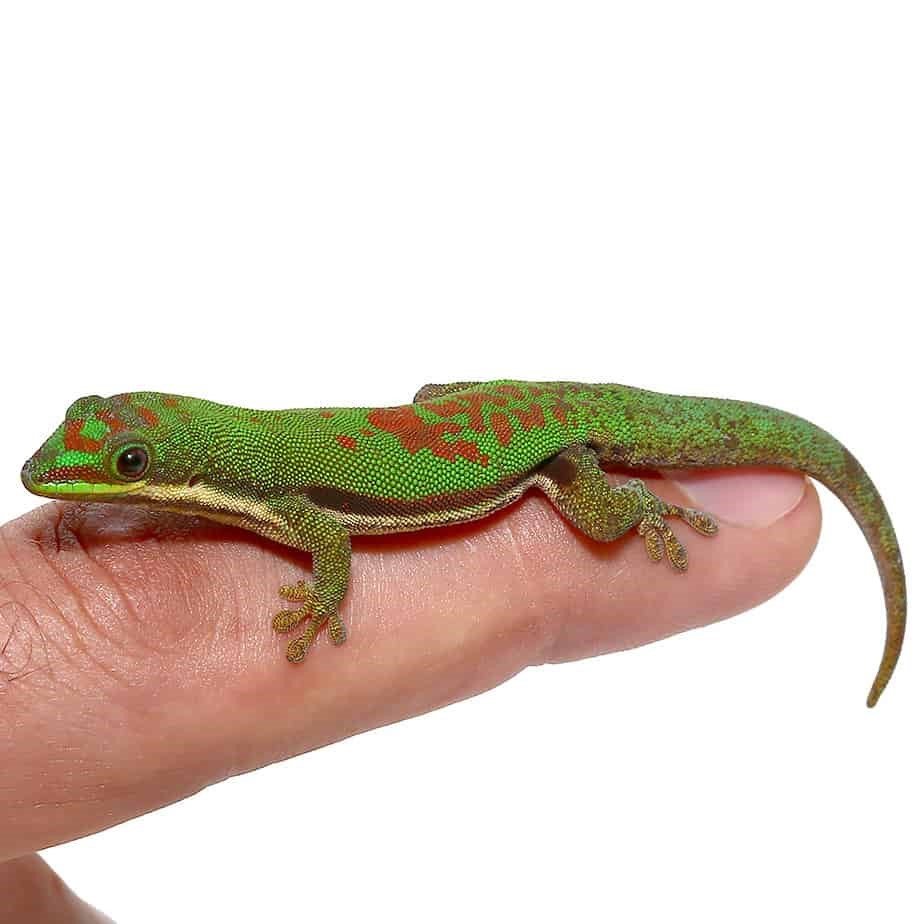 Lined Day Gecko - Image 3
