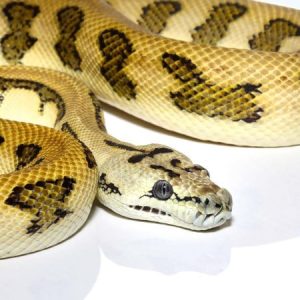 Tiger Jaguar Carpet Python