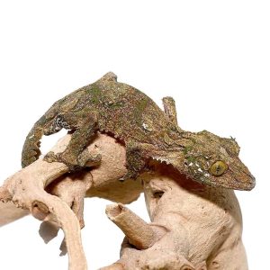 Sikorae Mossy Leaf Tail Gecko