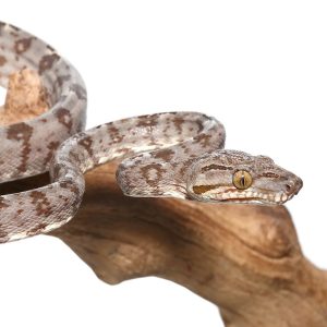 Amazon Tree Boa