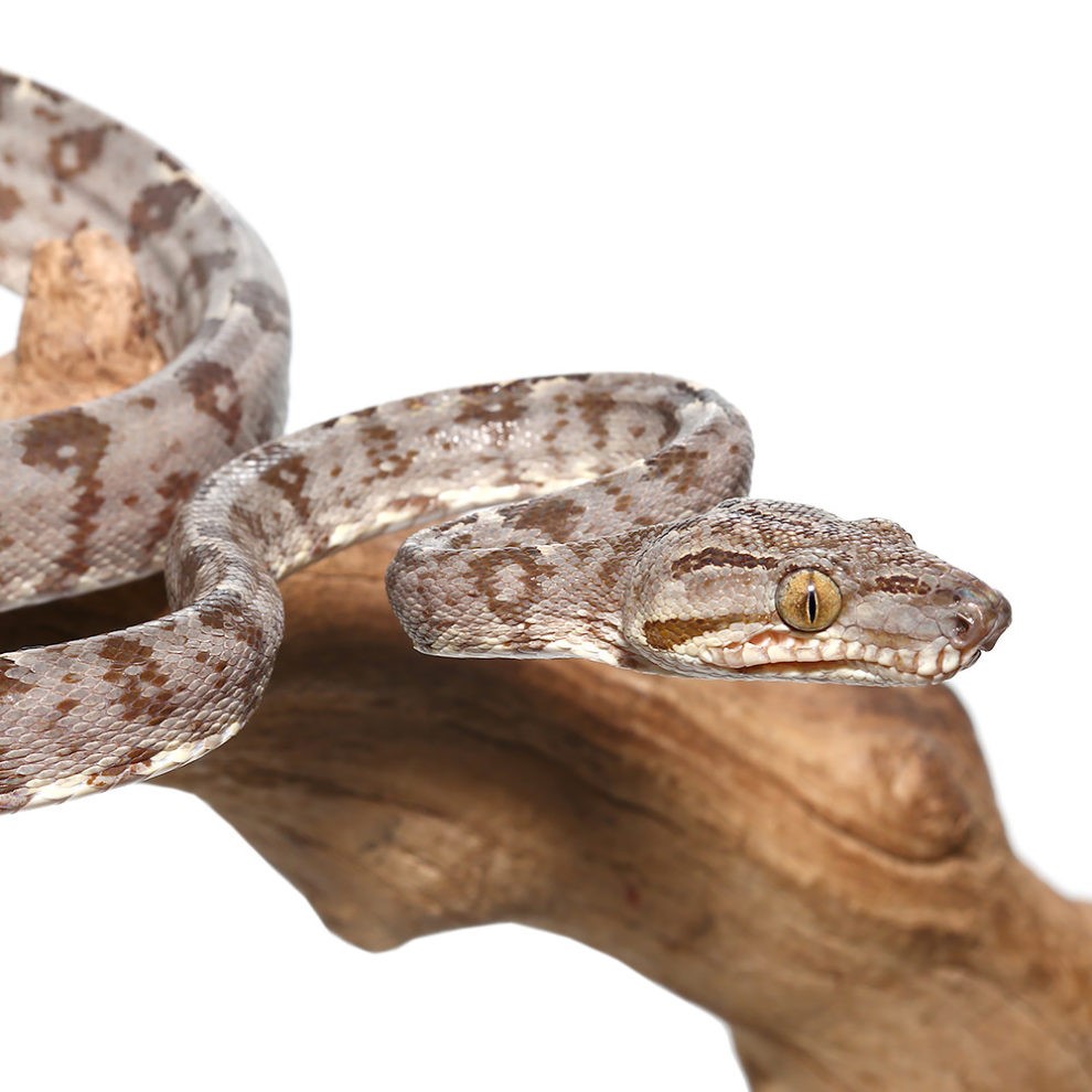 Amazon Tree Boa