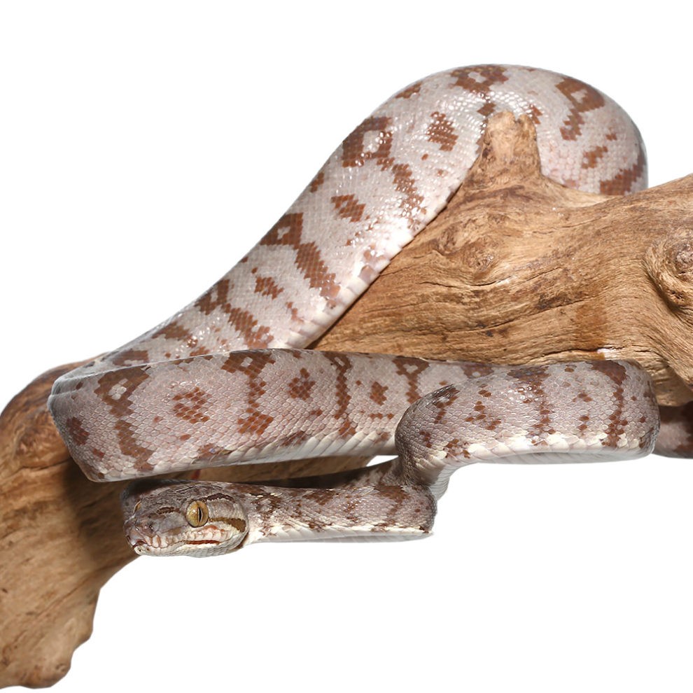 Amazon Tree Boa - Image 3