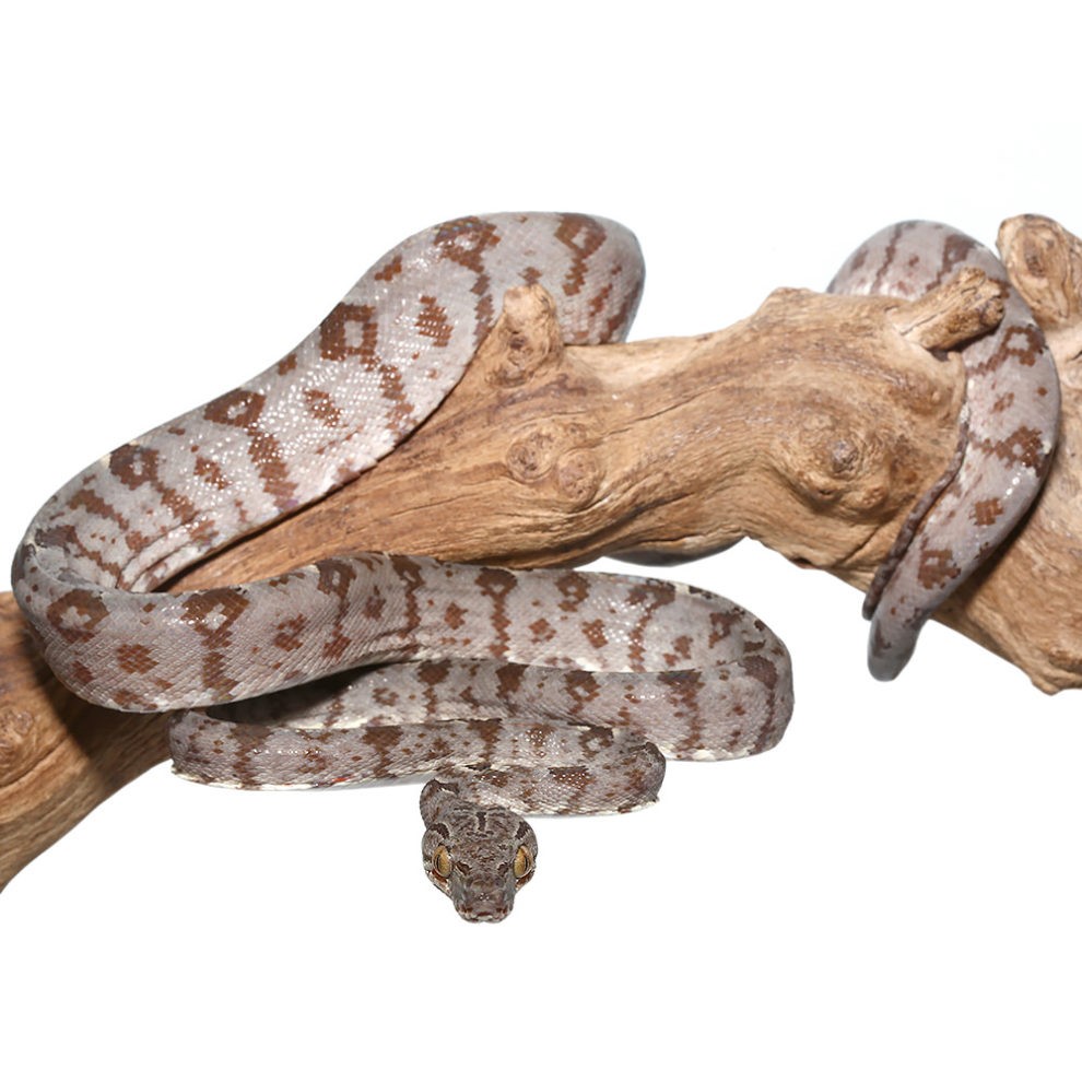 Amazon Tree Boa - Image 4