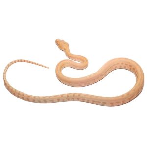 Baby Albino Darwin’s Carpet Python
