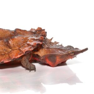 Peruvian Mata Mata Turtle