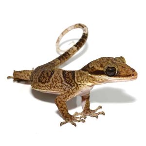 Solomon Island Banded Palm Gecko