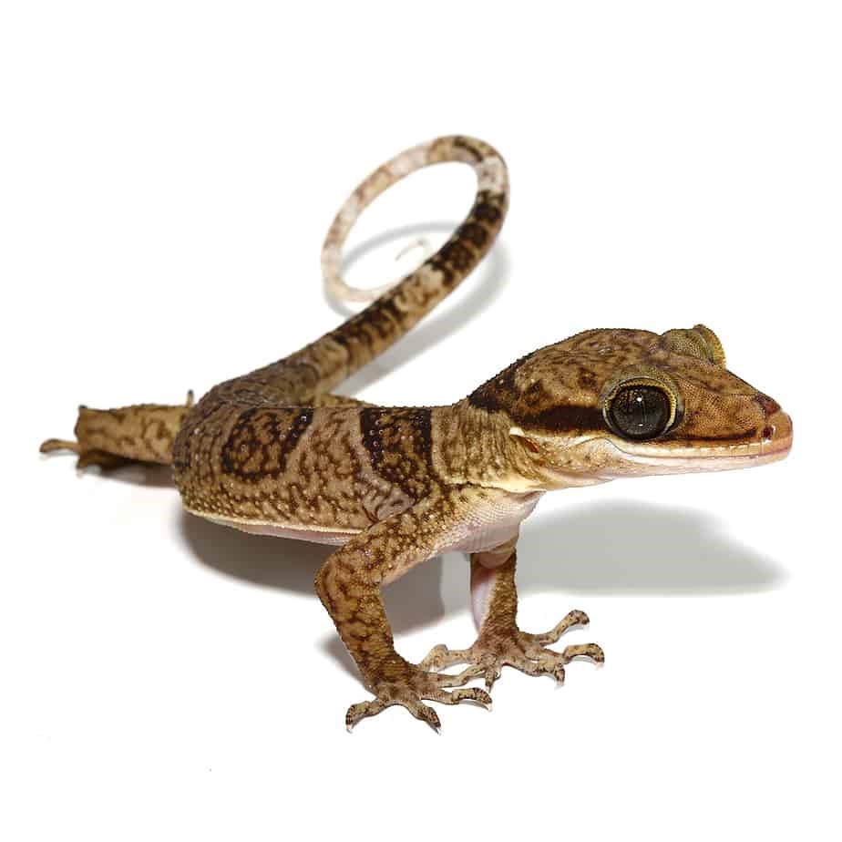 Solomon Island Banded Palm Gecko