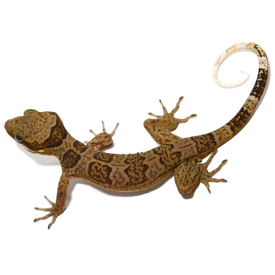 Solomon Island Banded Palm Gecko - Image 2