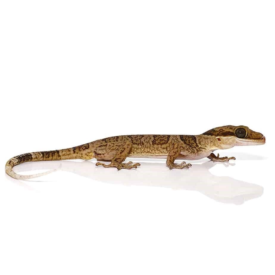 Solomon Island Banded Palm Gecko - Image 3