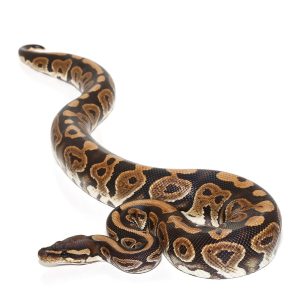LEOPARD DOUBLE HET HYPO PIED