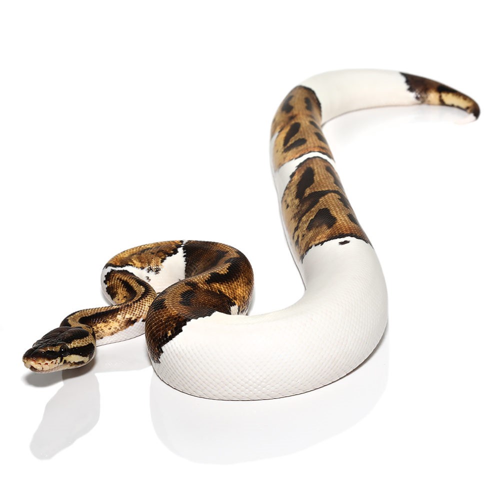 Yearling Orange Dream Het Pied Ball Python