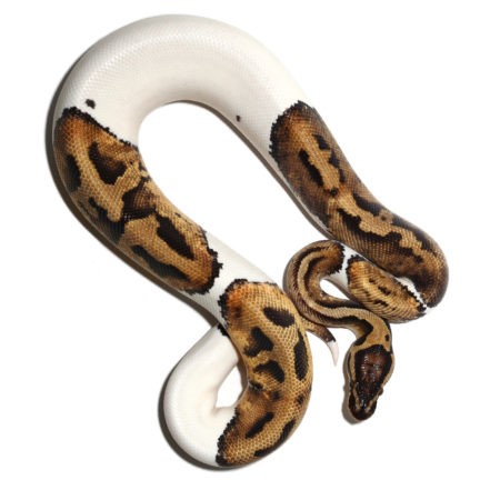 Yearling Orange Dream Het Pied Ball Python - Image 4