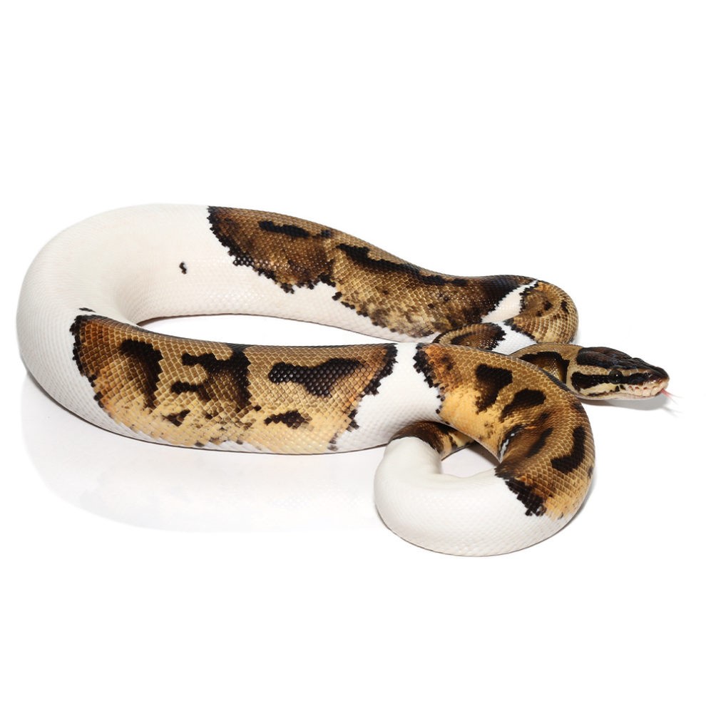 Yearling Orange Dream Het Pied Ball Python - Image 5