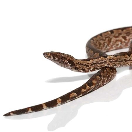 San Isabel Island Ground Boa (Red) - Image 2