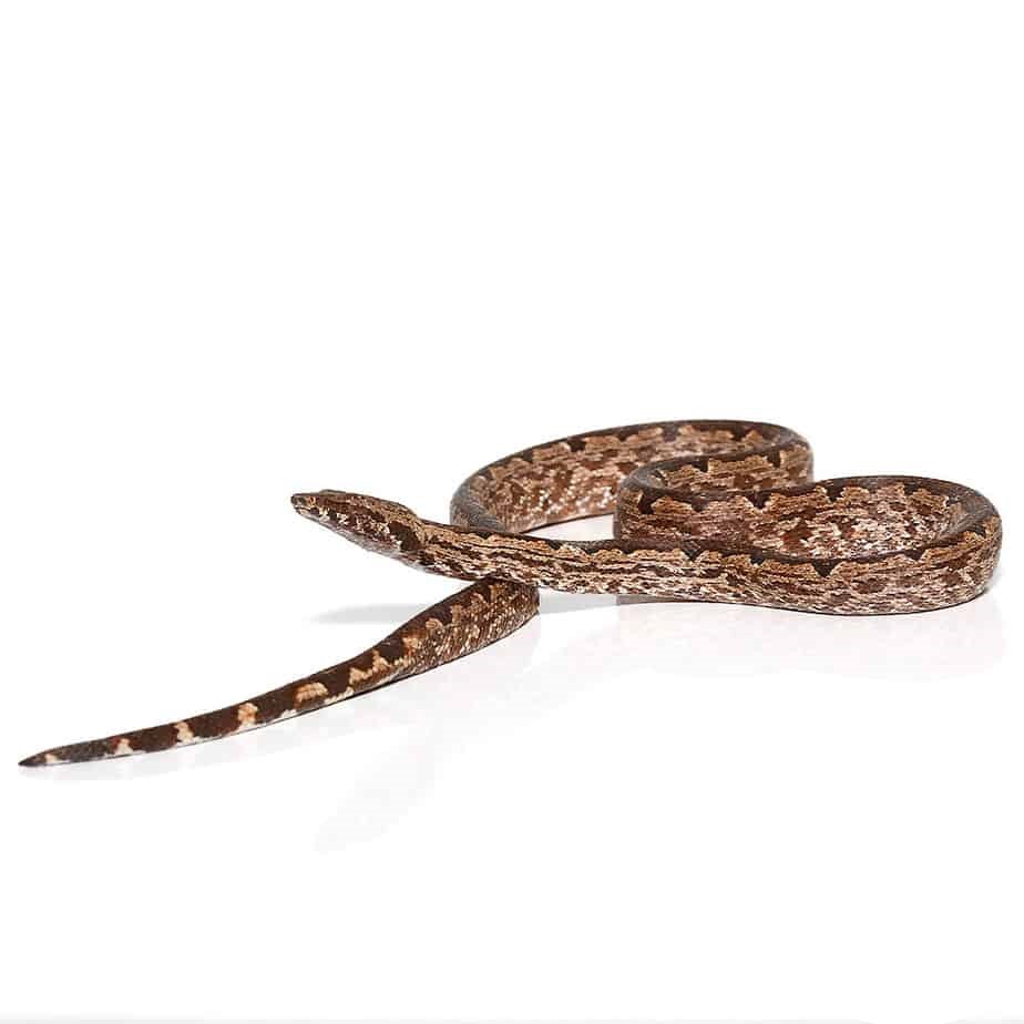 San Isabel Island Ground Boa (Red)