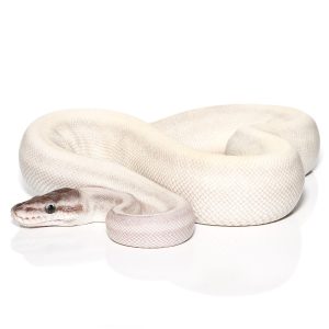 Yearling Super Mojave Ball Python
