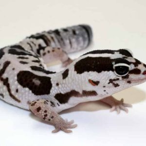 White Out Oreo Fat Tail Gecko
