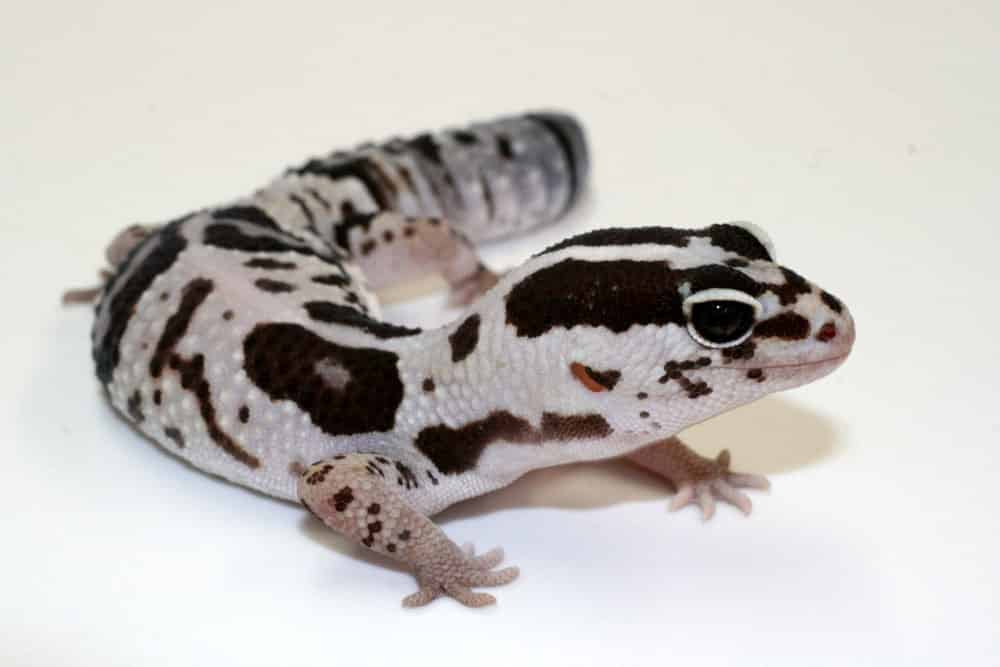 White Out Oreo Fat Tail Gecko