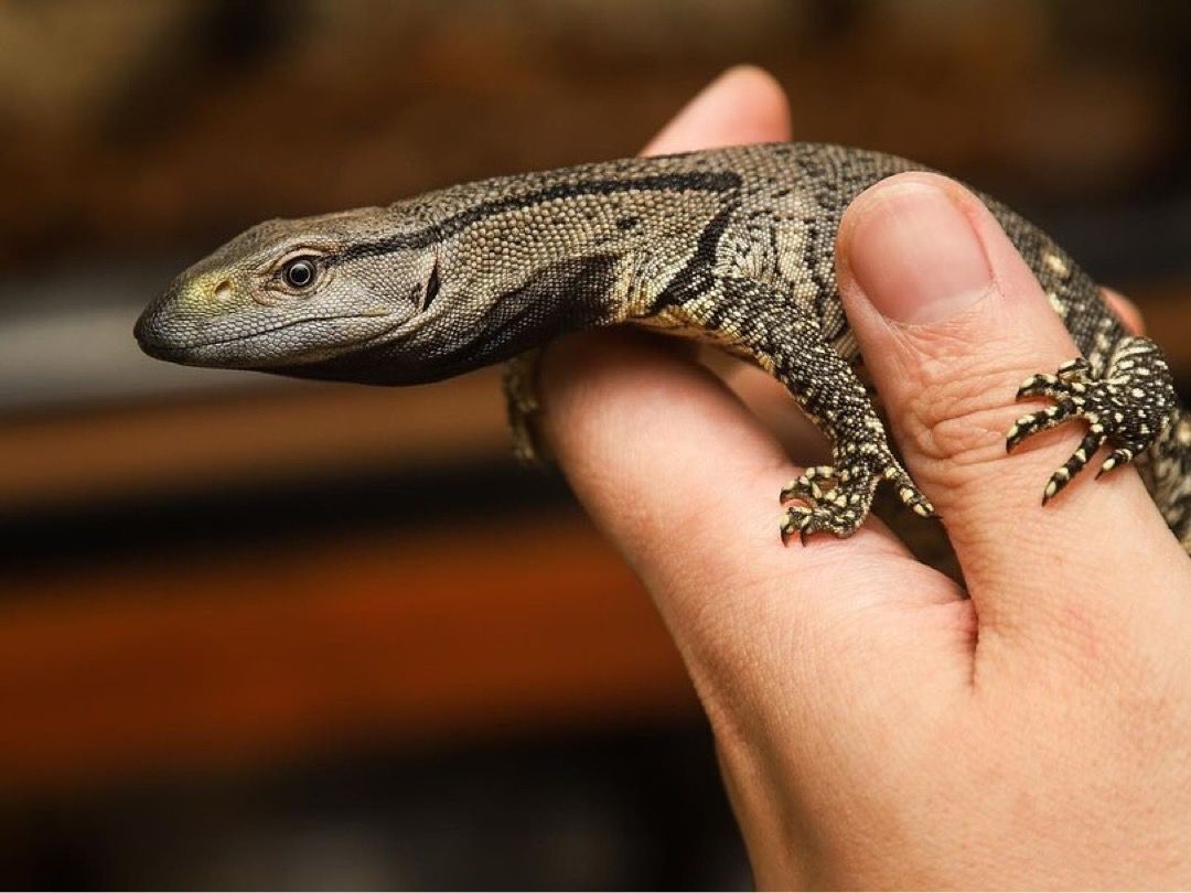 Black throated monitor - Image 2
