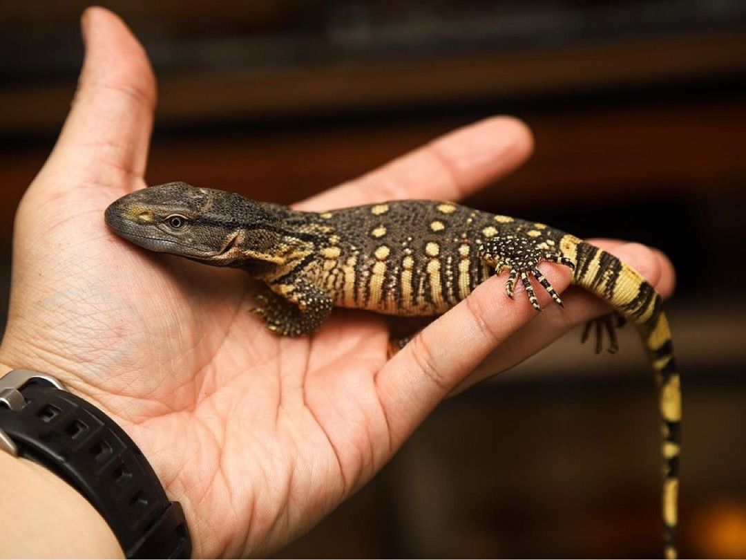 Black throated monitor - Image 5