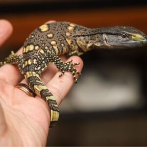 Black throated monitor