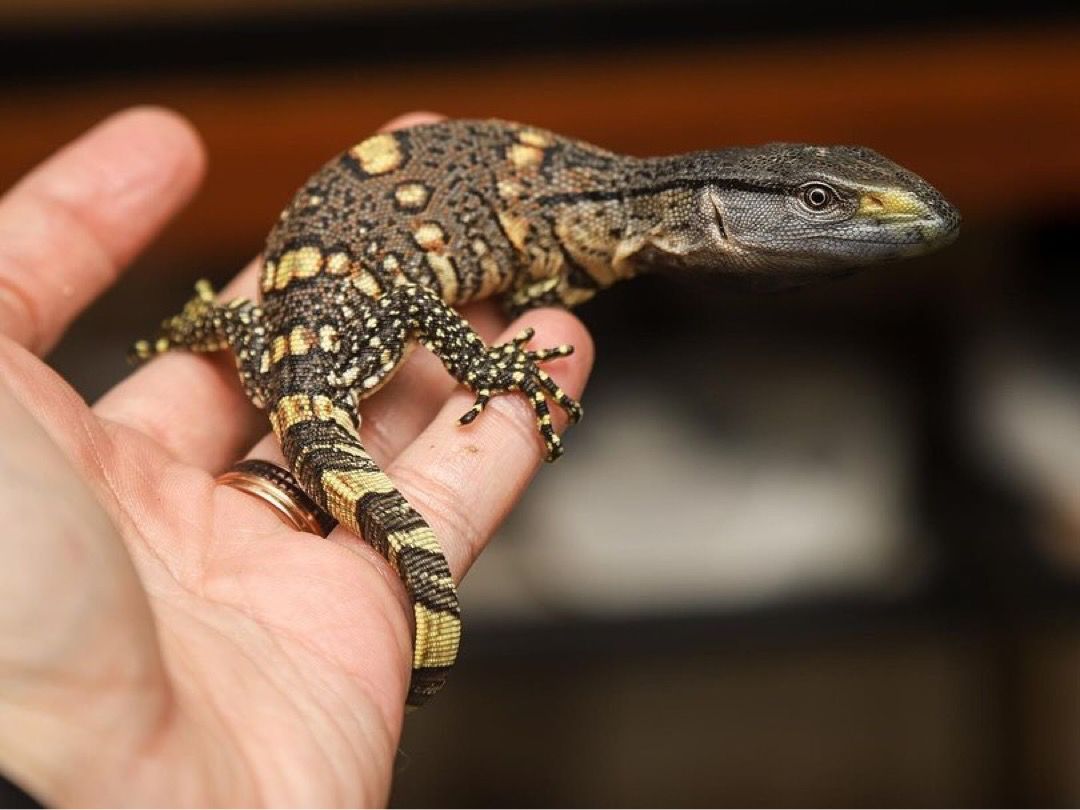 Black throated monitor