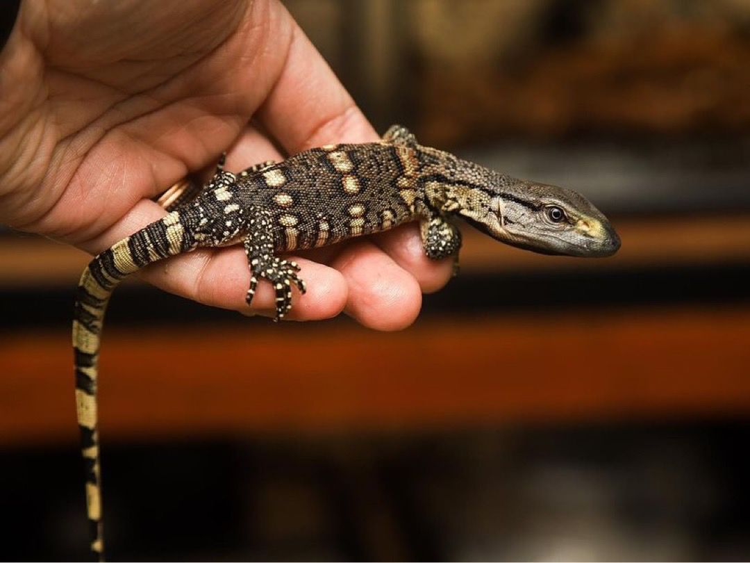 Black throated monitor - Image 3