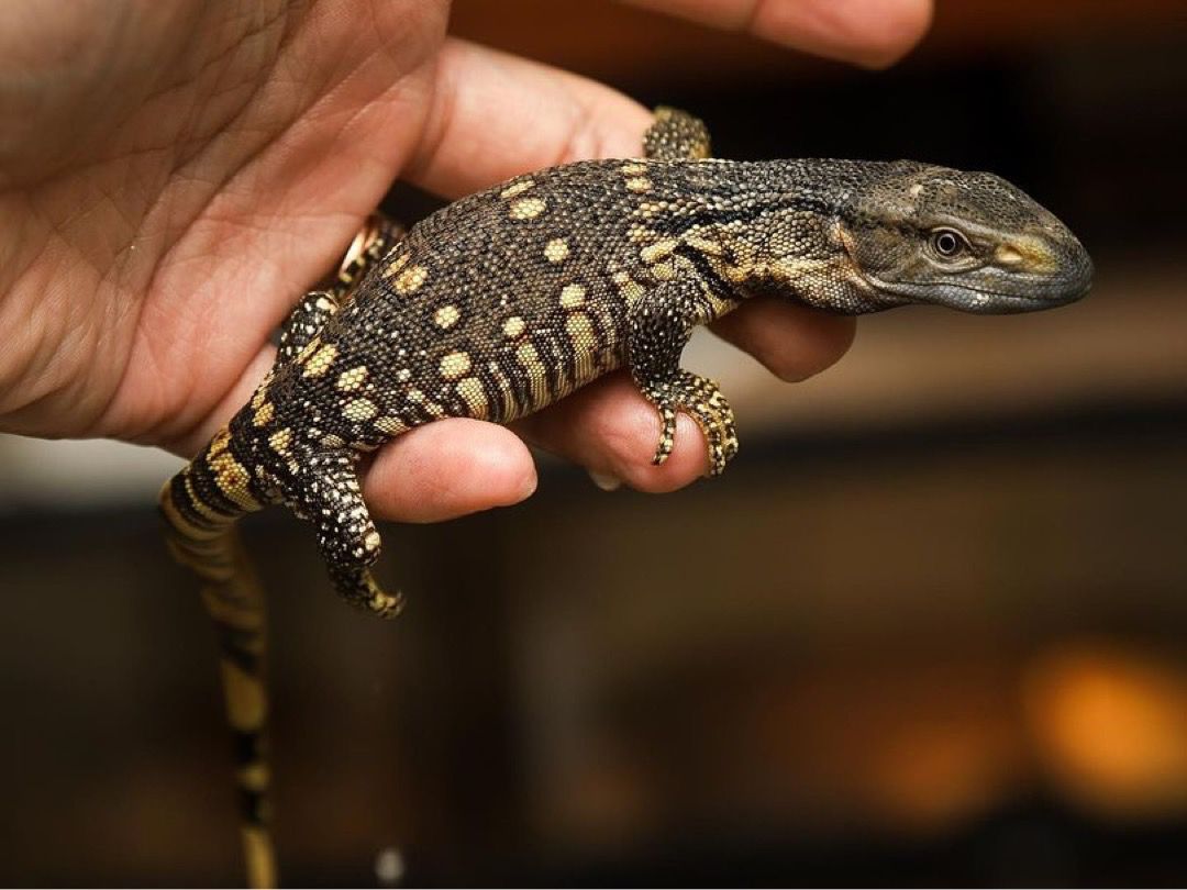 Black throated monitor - Image 8