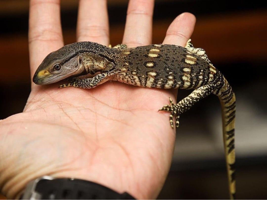 Black throated monitor - Image 7