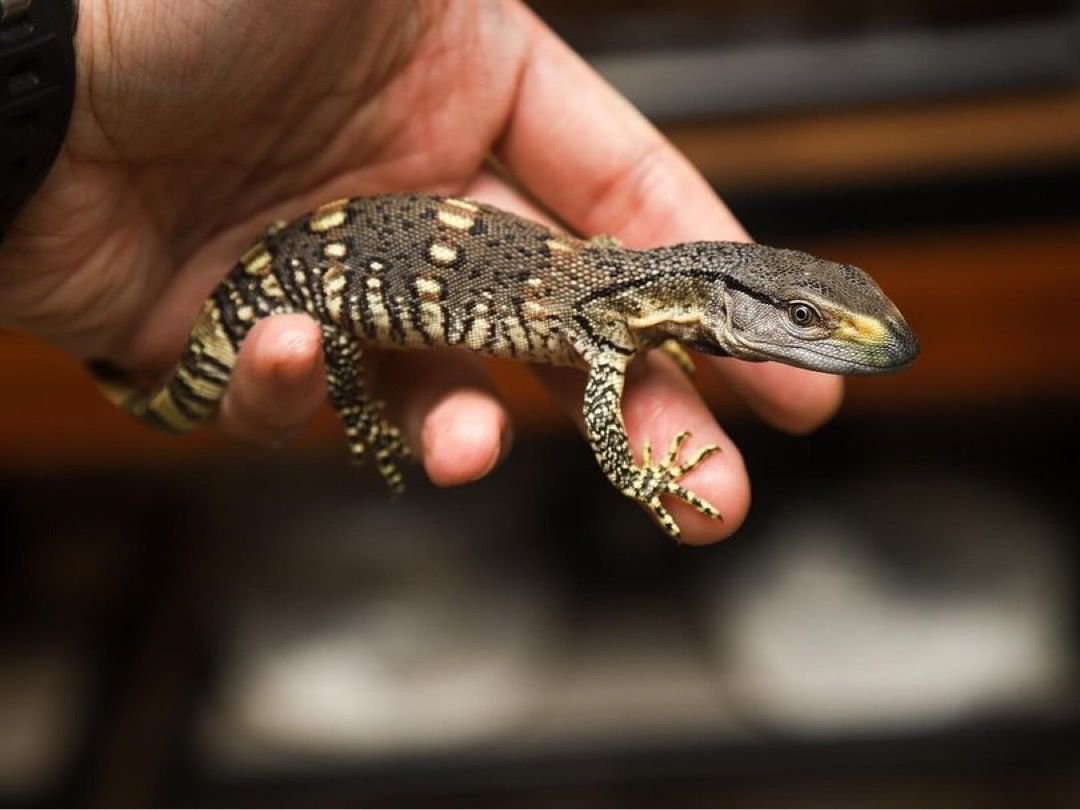 Black throated monitor - Image 6