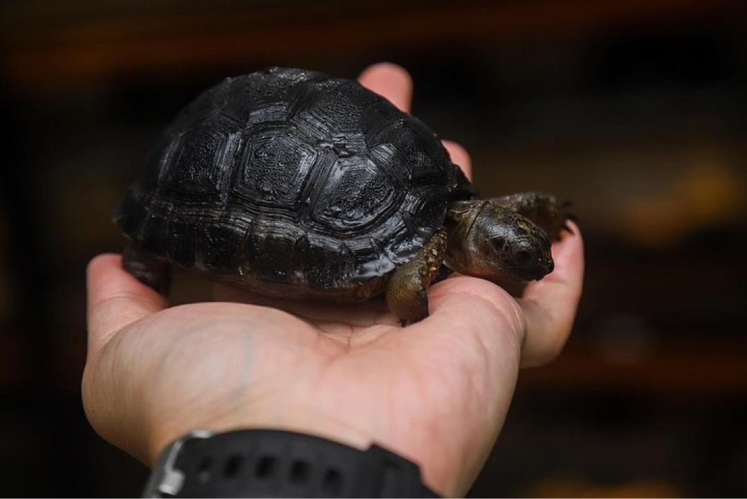 Captive Bred Baby Aldabra Tortoise - Image 2