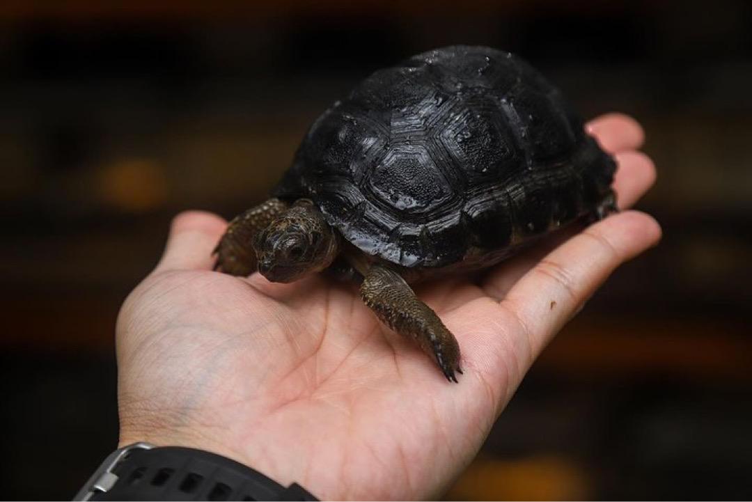 Captive Bred Baby Aldabra Tortoise - Image 3
