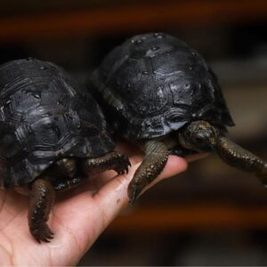 Captive Bred Baby Aldabra Tortoise