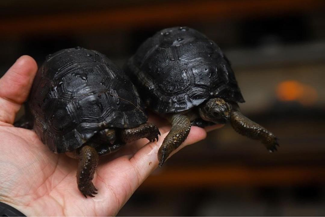 Captive Bred Baby Aldabra Tortoise