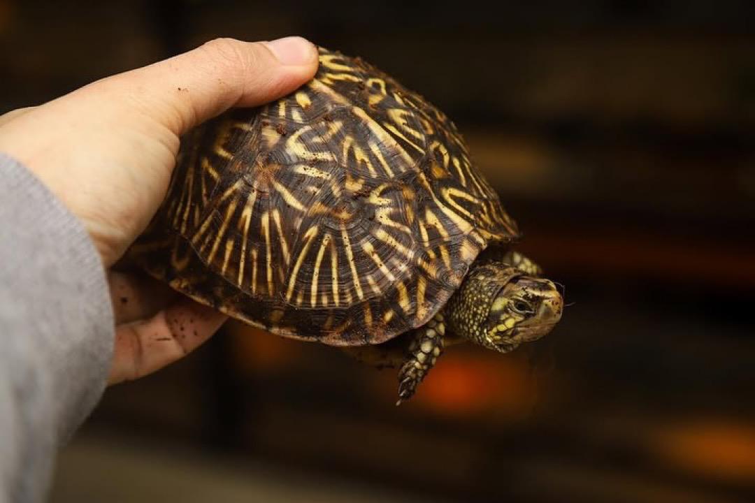 Florida box turtle - Image 2