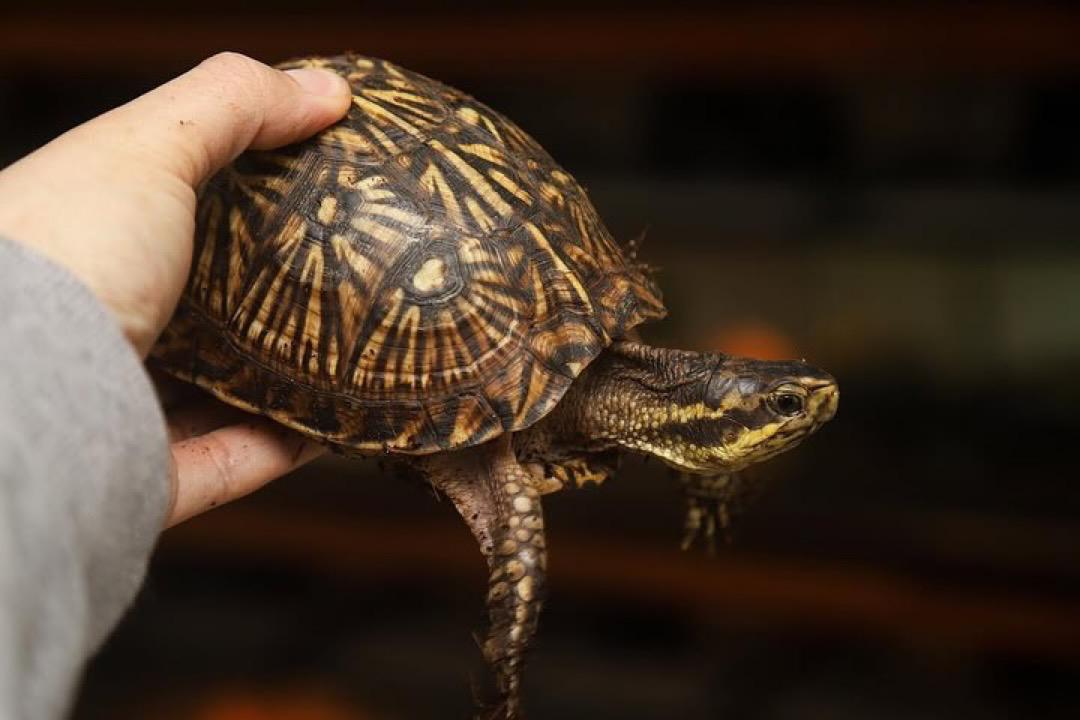 Florida box turtle - Image 7