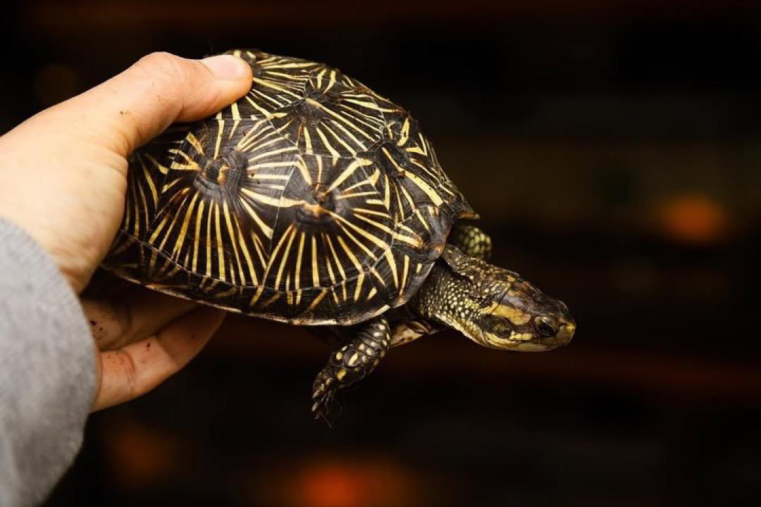 Florida box turtle - Image 6