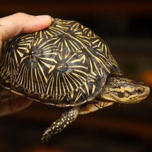 Florida box turtle