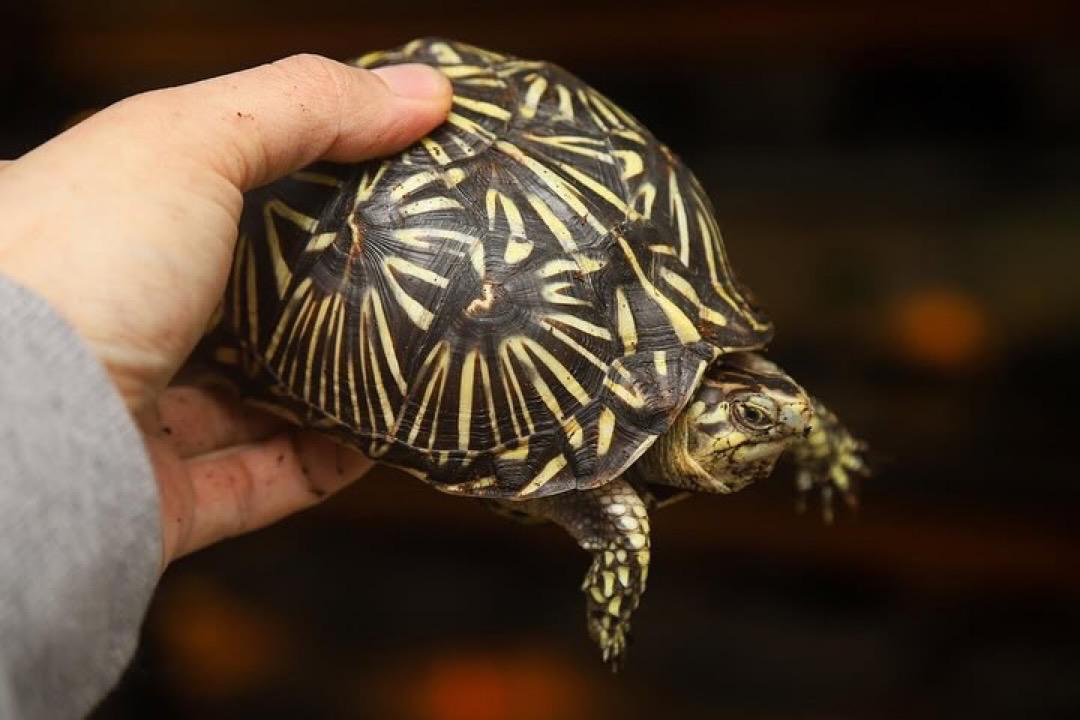 Florida box turtle - Image 5