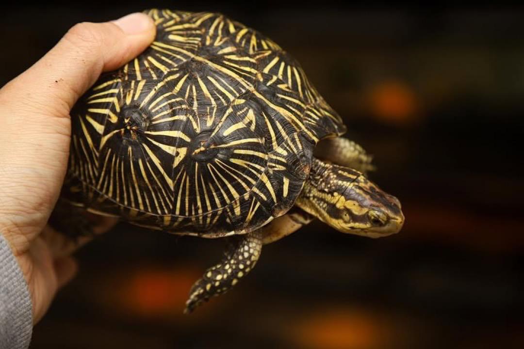 Florida box turtle - Image 4