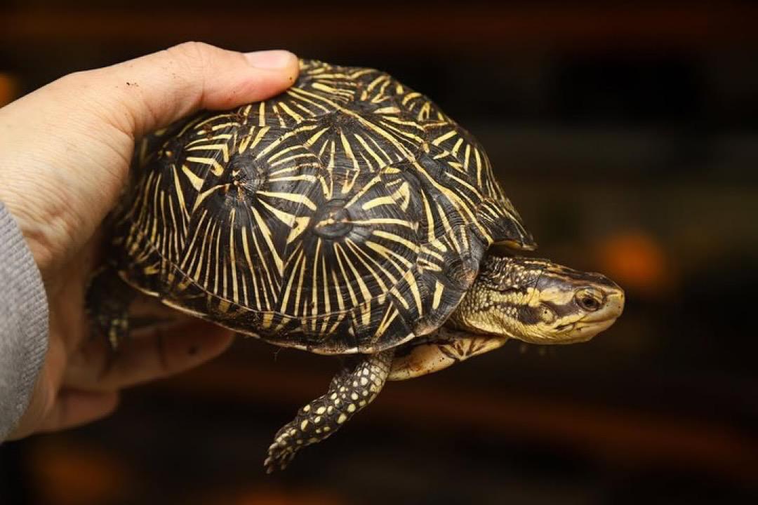 Florida box turtle