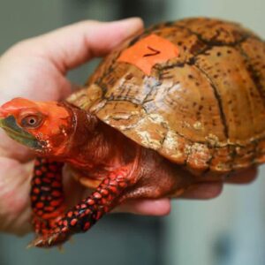 Mexican box turtle